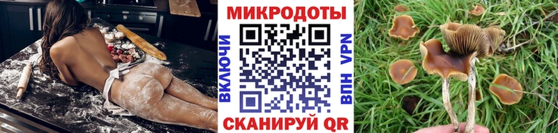 Галлюциногенные грибы Psilocybe  Тимашёвск 